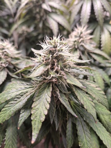 1st Grow - ROYAL MOBY (indoor)(photop.) — flower, day 154