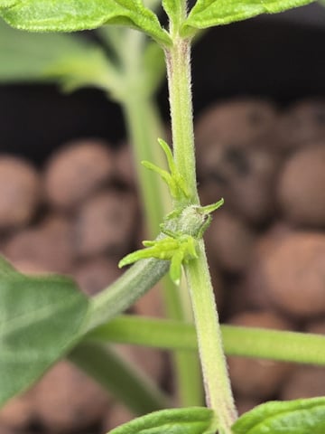 STELLA — vegetative, day 46