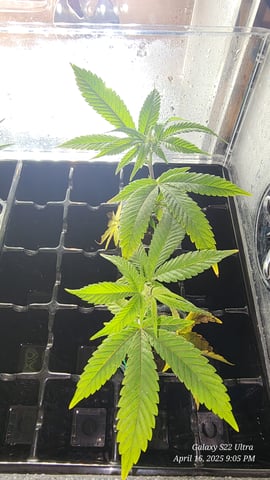 Punch Mints Female Pheno #2 Clone(s) — germination, day 8