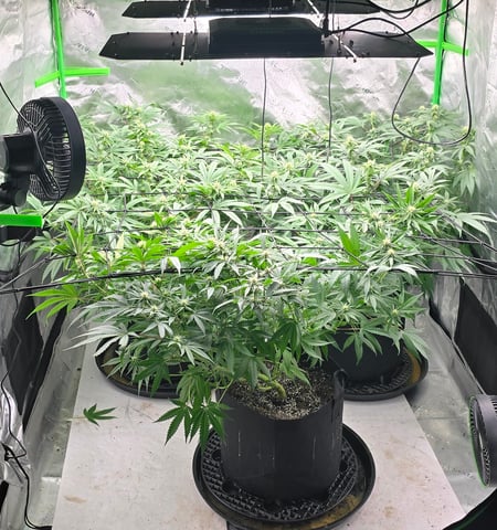 Attack Of The Clones — flower, day 51