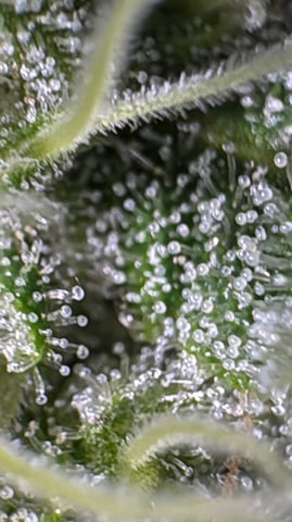 OG Kush — flower, day 119