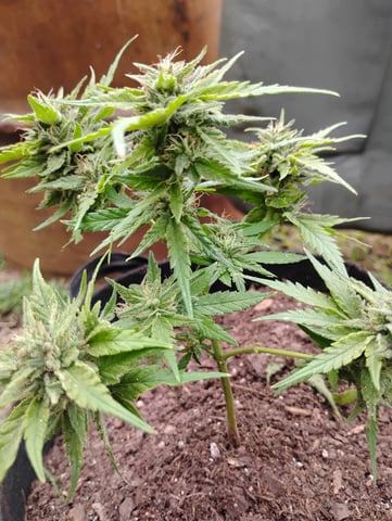 first time  — flower, day 30