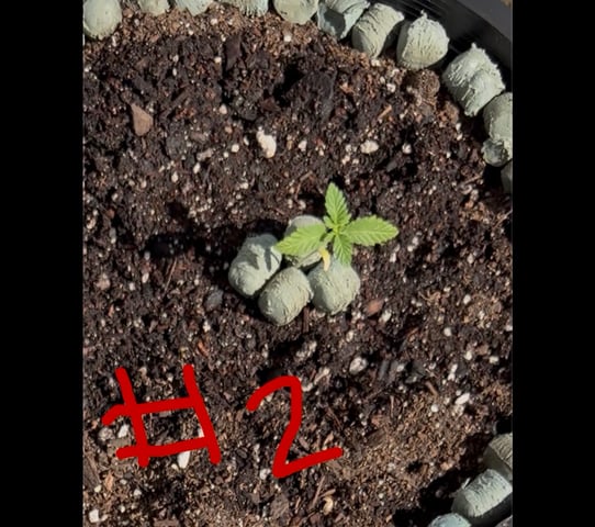 Forbidden Fruit — vegetative, day 1