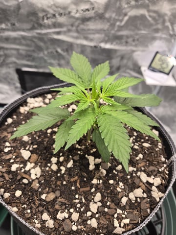 StrawZ (autoflower) — vegetative, day 22