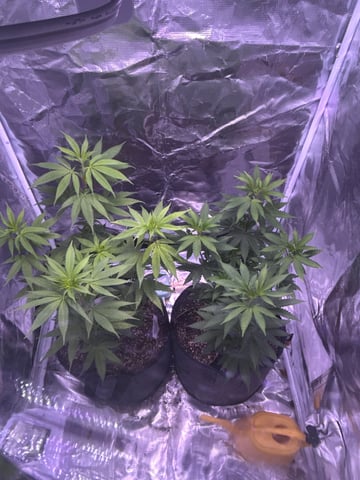 2nd grow — vegetative, day 85