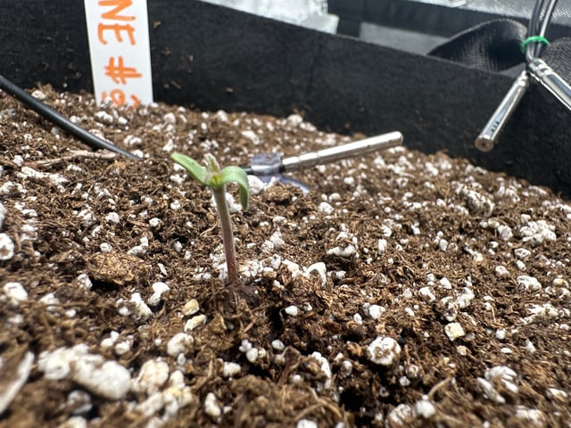 Pine (Auto) 2025 - 0 — seedling_rooting, day 7
