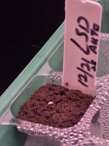 1st Auto Grow (LSD + BrB) - 1st indoor Grow — germination, day 3