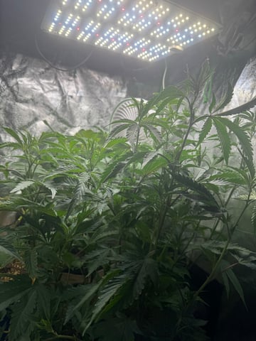 Second Indoor (all Clones) — vegetative, day 22