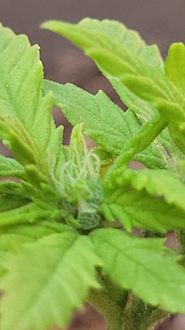 first grow — vegetative, day 29