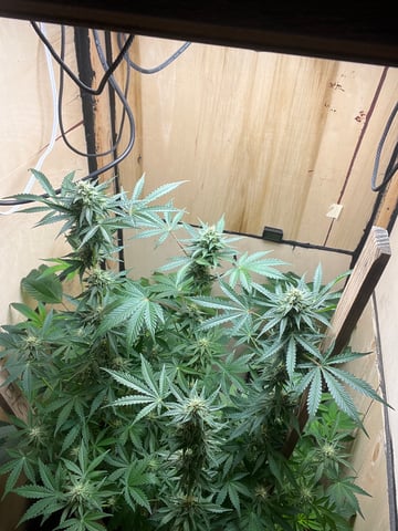 Auto variety  — flower, day 74