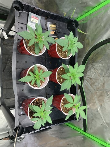 Papaya Frosting  — seedling_rooting, day 17