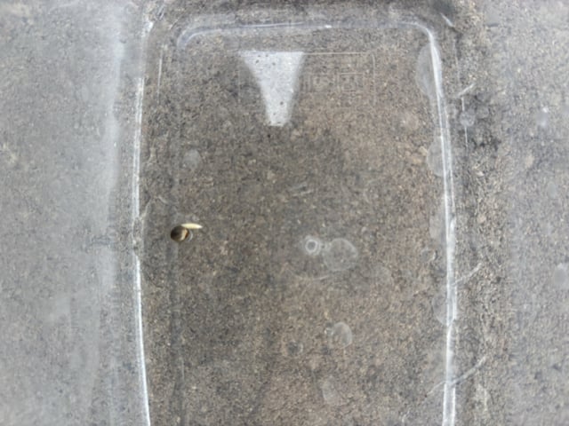 Beat The Heat  — seedling_rooting, day 3