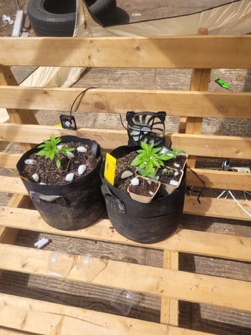 Clones And Hermie Seeds