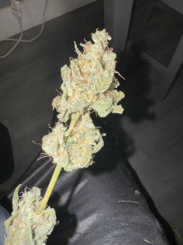 white runtz auto flower — done, day 93