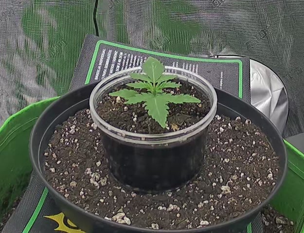 FastBuds Photo-Lemon Mandarin  — seedling_rooting, day 15