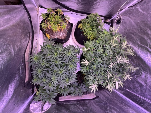 Indoor Grow  — vegetative, day 32