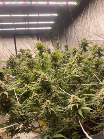 green resin — grow_setup, day 14