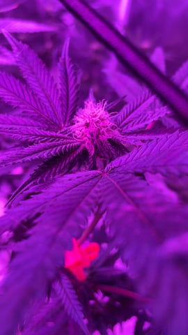 blueberry cupcake  — flower, day 84