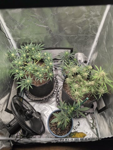 memphisto 3 bears OG, ethos high note r1 — flower, day 63