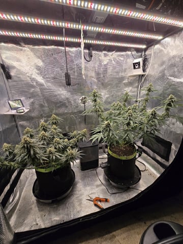  1 Blue Zushi x Venom & 1 Jack Here x Strawberry Cookies OG — flower, day 81