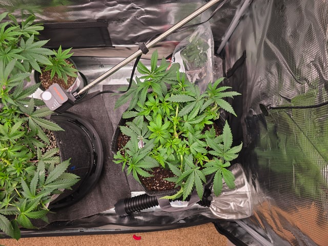 Dirty Bird - Thousand Island Fem & Platinum Kush Breath Remix x Grape Cakehead Fem Photo  — vegetative, day 43