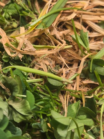 White rhino — vegetative, day 15