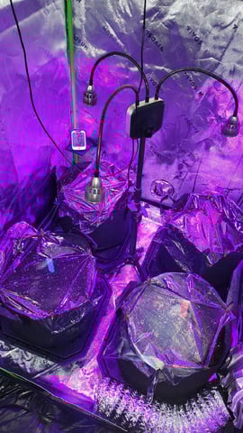 First attempt at planting some seeds — seedling_rooting, day 4