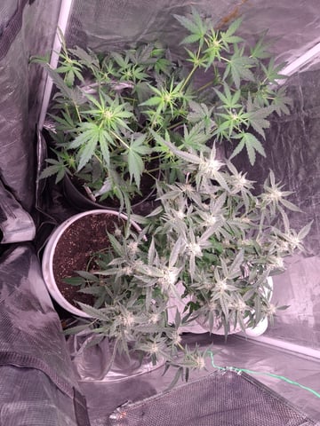 lil babies  — flower, day 24