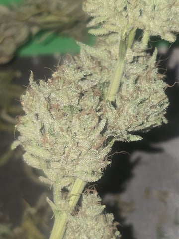 3rd Auto Grow — flower, day 117