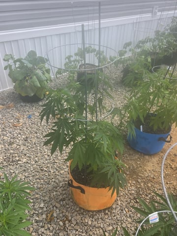 Outdoors L.S.D and Cinderalla 99  — vegetative, day 16