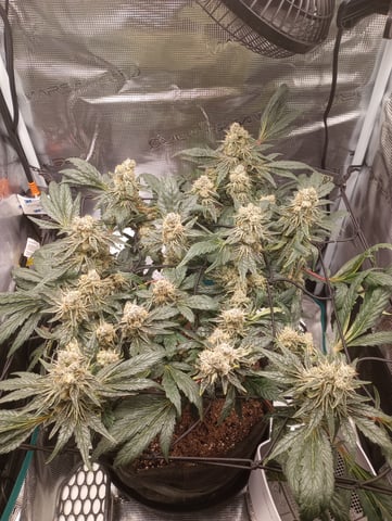 Wizard Punch first grow  — flower, day 101