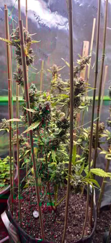 Here We Grow... — flower, day 105