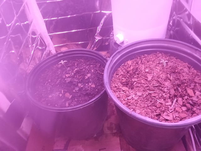 Queen Royal Autoflower  — seedling_rooting, day 21