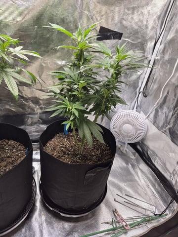 4th Grow — vegetative, day 66