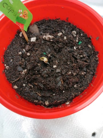 fruity pebbles, cap junky — seedling_rooting, day 11