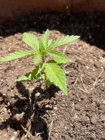 Haze X Cinderella 99 — seedling_rooting, day 9