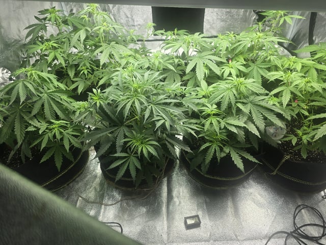 3rd Auto Grow — vegetative, day 52