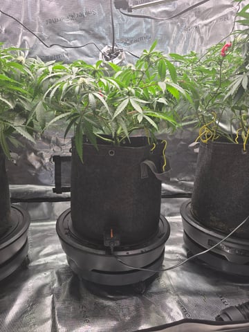 Dirty Bird - Thousand Island Fem & Platinum Kush Breath Remix x Grape Cakehead Fem Photo  — flower, day 68