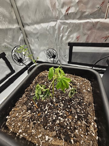 First Grow — vegetative, day 4
