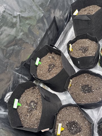 YouTube grow updates 1 — seedling_rooting, day 1