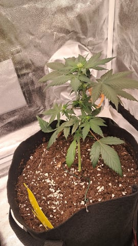 No3 — vegetative, day 35