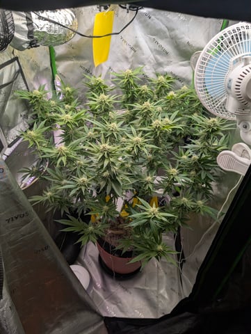 Golden Goat — flower, day 12