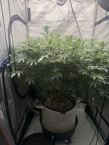 Another hard start! — flower, day 67