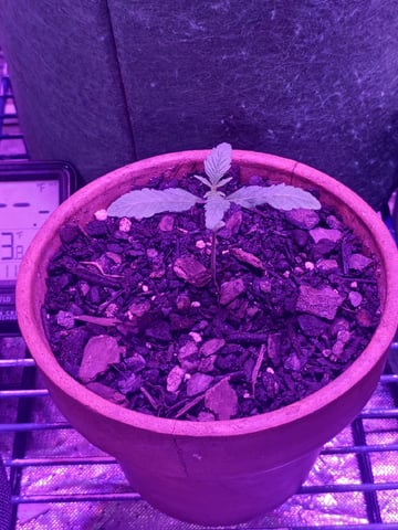 OG Kush Photoperiod  — germination, day 15