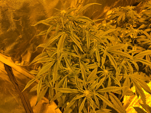 2nd Autoflower Indoor Grow — flower, day 45