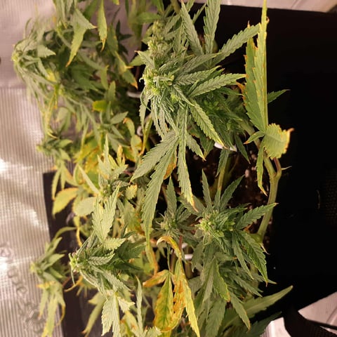 week 1 — flower, day 47