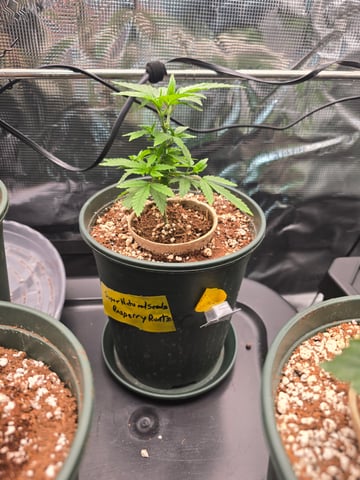 Super Dirty Wedding — vegetative, day 2