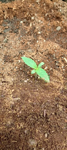 First Grow with the new setup  — seedling_rooting, day 5