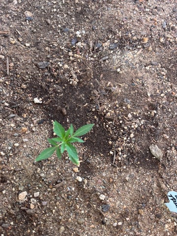 new seeds grow #2 — vegetative, day 25