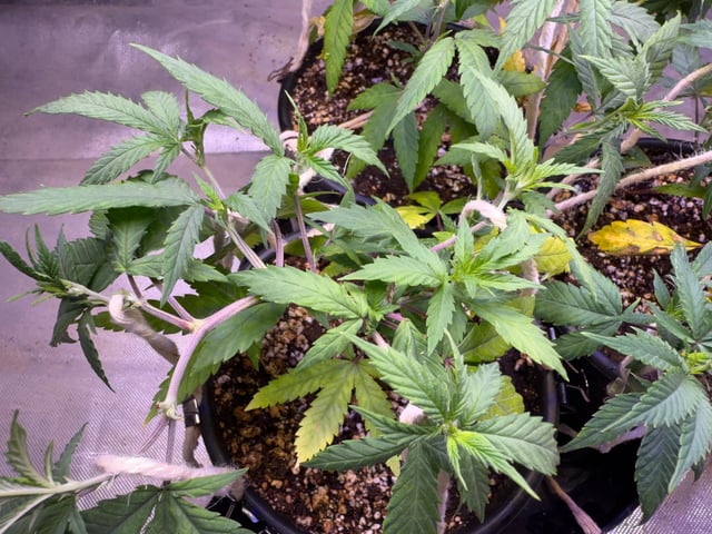 Green Gelato — vegetative, day 16